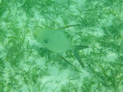 Trachinotus blochii