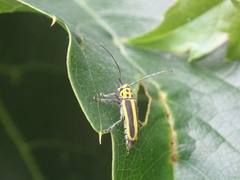 Saperda puncticollis