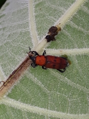 Rhodobaenus
