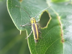 Saperda puncticollis