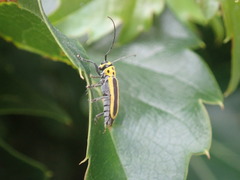 Saperda puncticollis