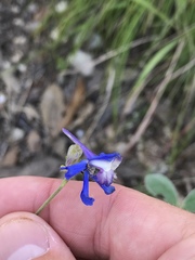 Delphinium carolinianum