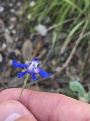 Delphinium carolinianum