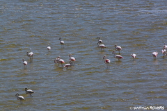 Phoenicopterus roseus