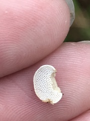 Panellus luxfilamentus