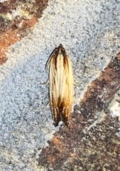 Eucosma radiatana