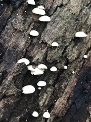Panellus luxfilamentus