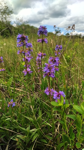 yellow penstemon (Penstemon confertus)