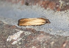 Eucosma radiatana