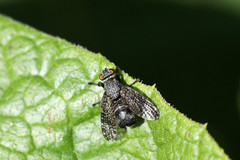 Platystoma seminationis