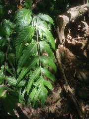 Tectaria phaeocaulis