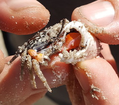 Austruca occidentalis