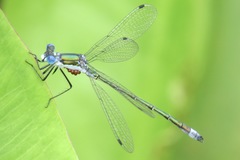 Arrenurus