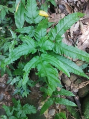 Tectaria phaeocaulis