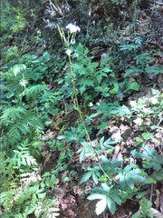 Cardamine bulbifera