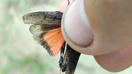 Speckle-winged Rangeland Grasshopper
