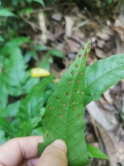 Tectaria phaeocaulis