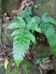 Tectaria phaeocaulis