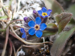Myosotis asiatica