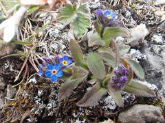 Myosotis asiatica
