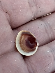 Laevicardium substriatum