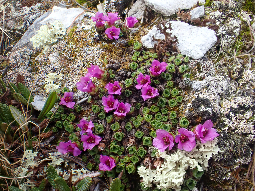 Oppositifoliae