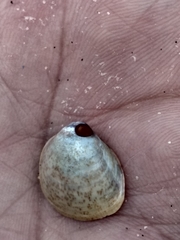 Laevicardium substriatum