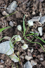 Amerallium