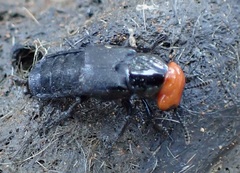 Creophilus lanio