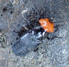 Creophilus lanio