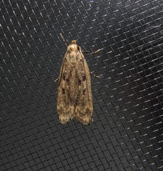 Martyringa ravicapitis
