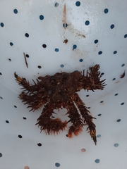 Phyllolithodes papillosus