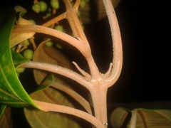 Miconia osaensis