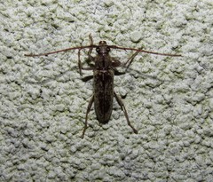 Elaphidion