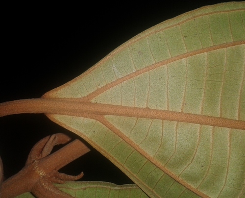 Conostegia osaensis image