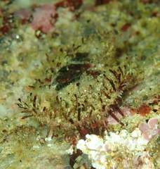 Placiphorella velata