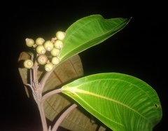Miconia osaensis