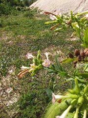 Nicotiana tabacum