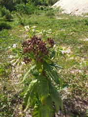 Nicotiana tabacum