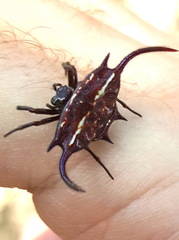 Gasteracantha falcicornis