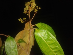 Miconia osaensis