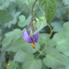Solanum dulcamara