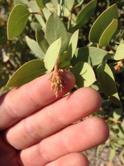 Arctostaphylos glauca