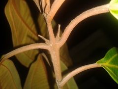 Miconia osaensis