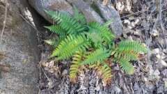 Polystichum imbricans