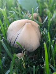 Coprinellus micaceus