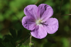 Geranium oreganum
