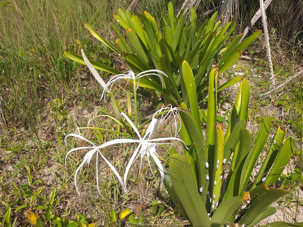 Azucena de Agua (Hymenocallis littoralis) · iNaturalist Panamá