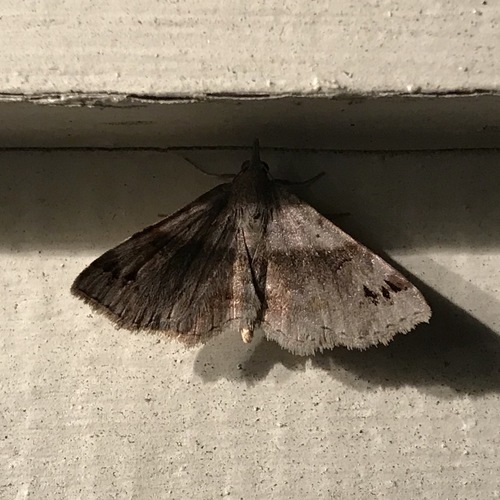 Six-spotted Gray photo 5