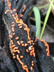 Willkommlangea reticulata